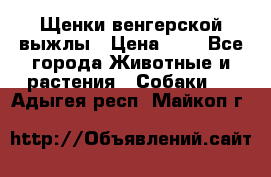 Щенки венгерской выжлы › Цена ­ 1 - Все города Животные и растения » Собаки   . Адыгея респ.,Майкоп г.